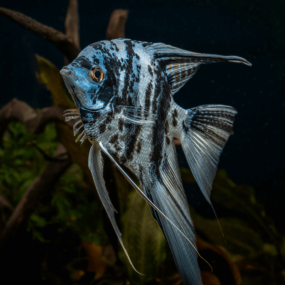 Blue turquoise marble anglefish