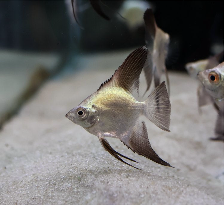 Gold Seagull Angel Fish (Pterophyllum scalare)