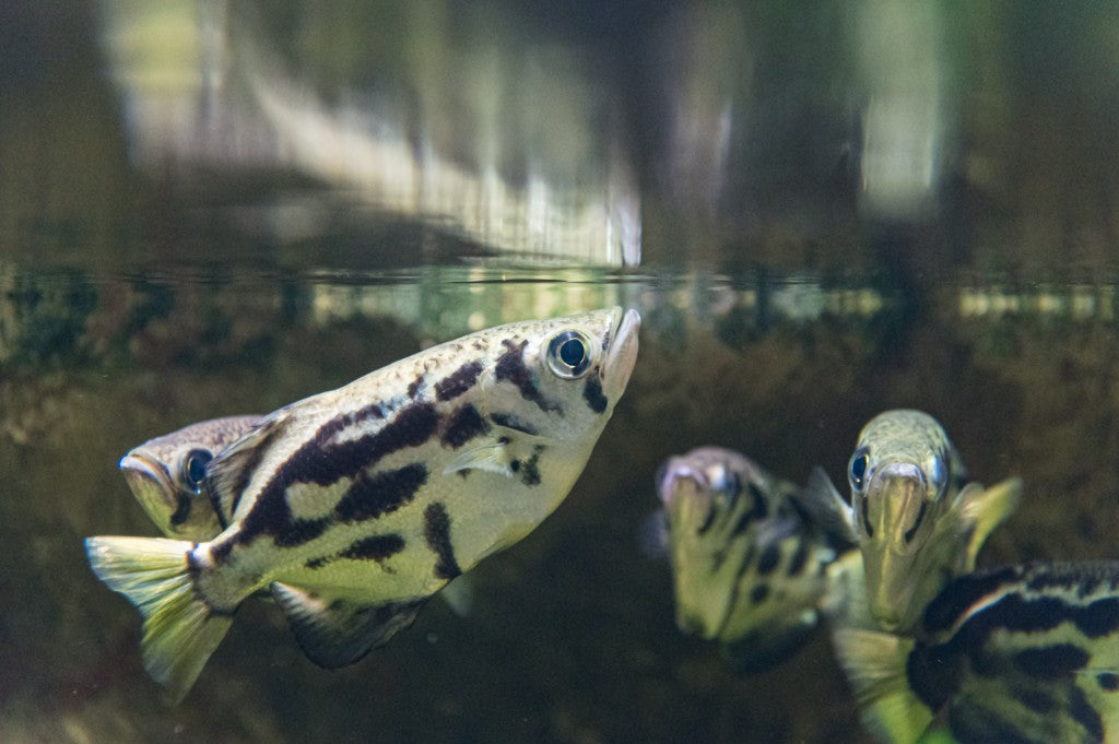 Clouded archer fish