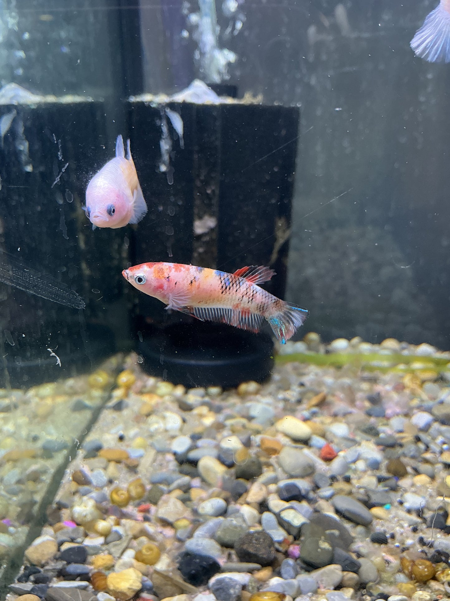 Female betta (locally bred)