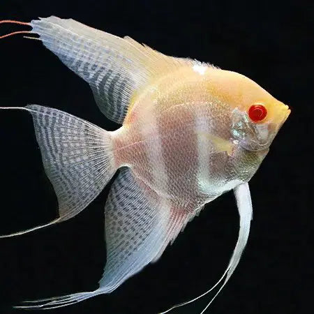 Albino Dantum Angelfish (Pterophyllum scalare)