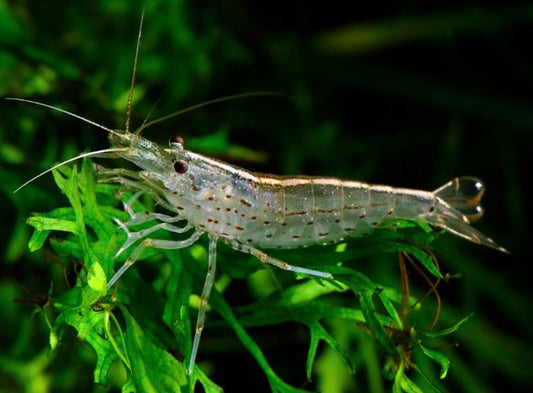 Amano Shrimp Caridina Japonica
