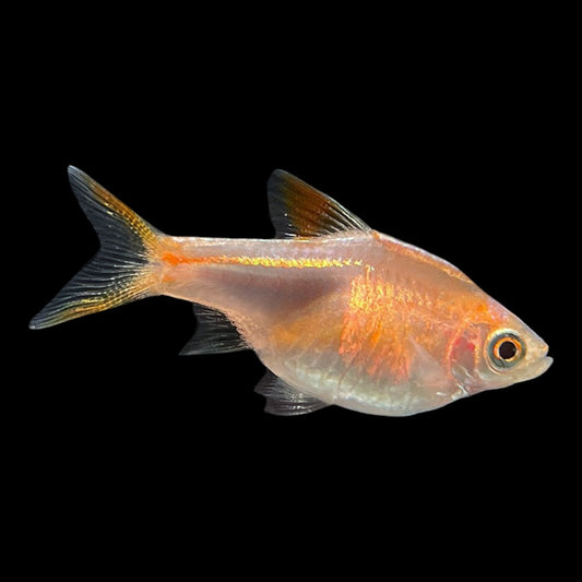 Gold harlequin Rasbora