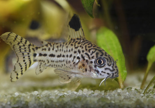 Corydoras Julii
(Leopard)
