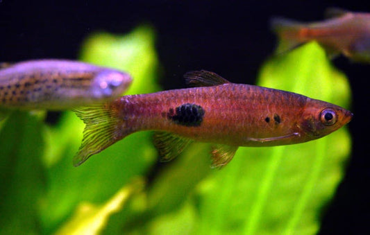 Clown Rasbora