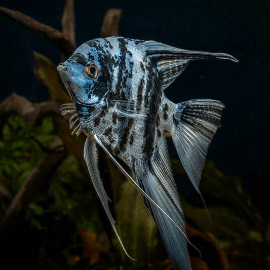 Blue turquoise marble anglefish