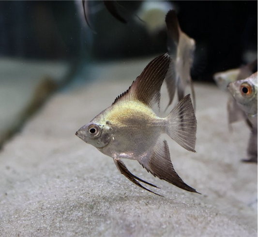 Gold Seagull Angel Fish (Pterophyllum scalare)