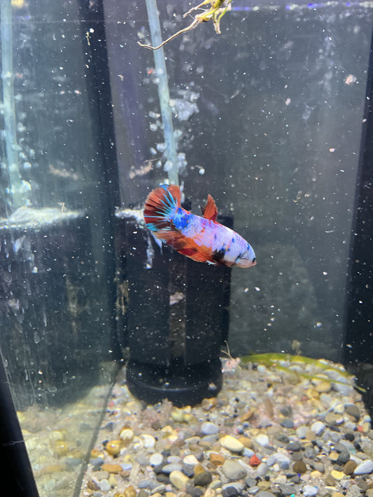 Female betta (locally bred)