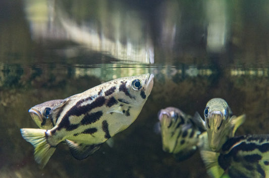Clouded archer fish