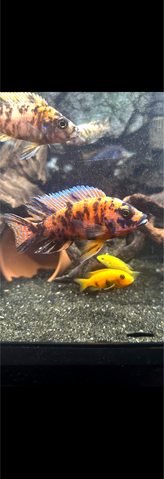 F1 male OB peacock