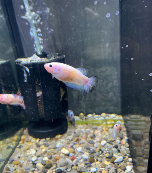 Female betta (locally bred)
