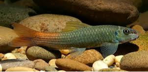 Burmese red tail garra