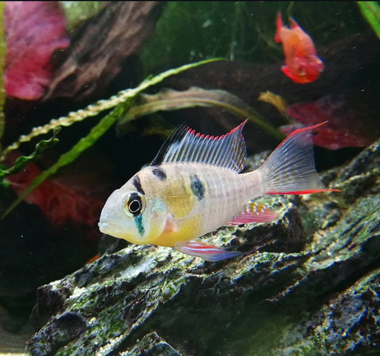 Bolivian Ram
(Mikrogeophagus
altispinosus)