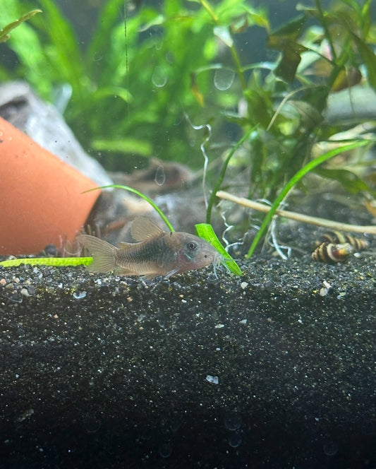 Bronze Corydora
