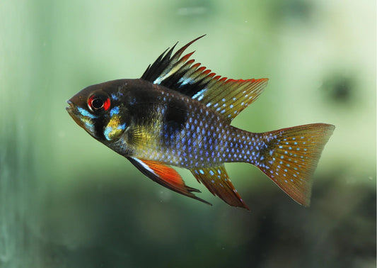 German Black Ram
