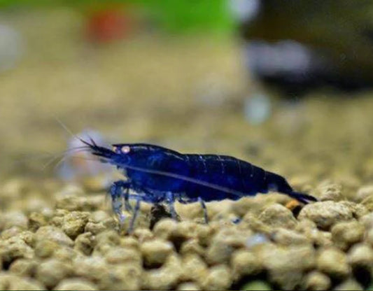Deep Blue Diamond Shrimp