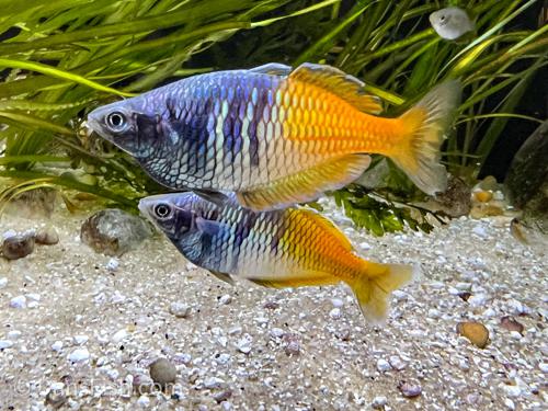 Boesemani rainbowfish